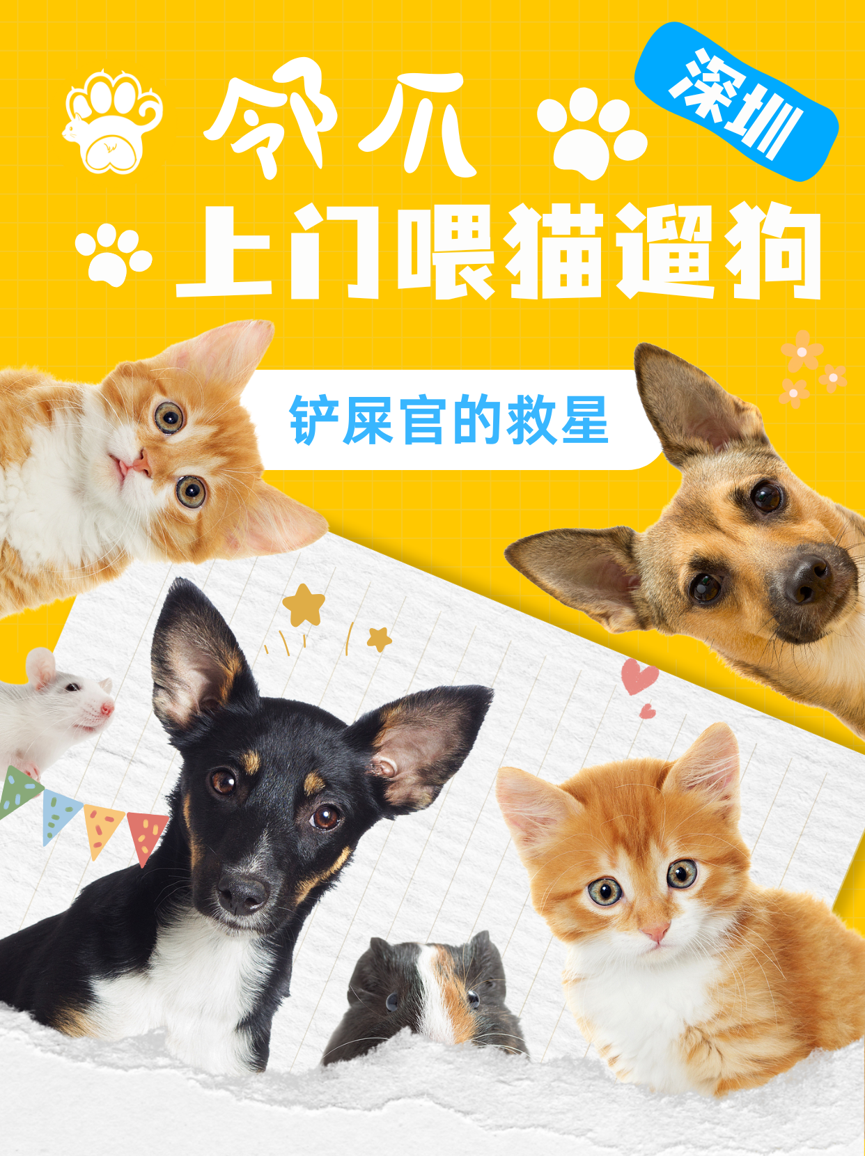 猫咪护理